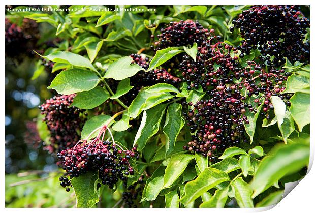 Elderberry fruits fresh clusters on plant  Print by Arletta Cwalina