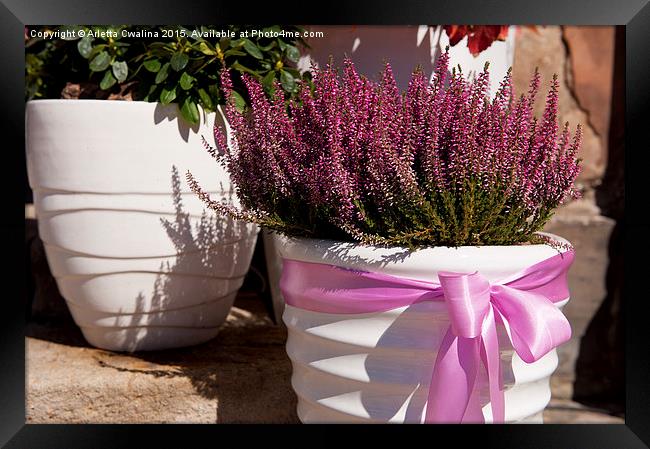 ling plant grow in white flowerpot with pink bow Framed Print by Arletta Cwalina