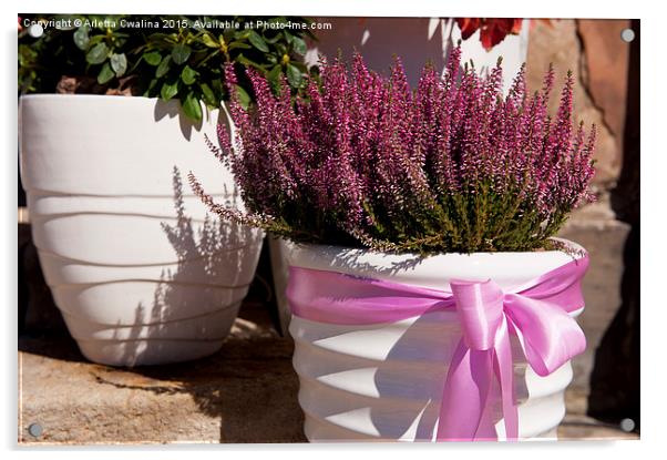 ling plant grow in white flowerpot with pink bow Acrylic by Arletta Cwalina