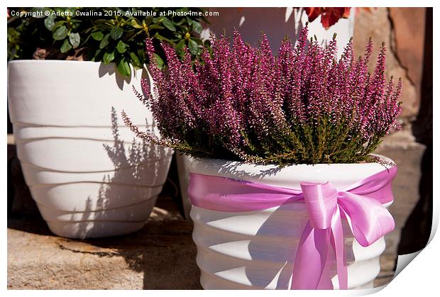 ling plant grow in white flowerpot with pink bow Print by Arletta Cwalina