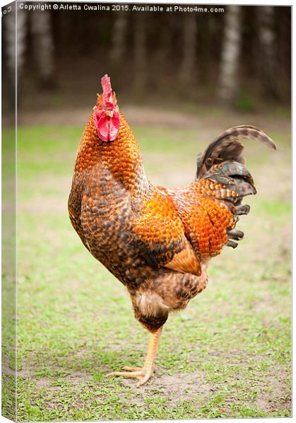 young Rhode Island Red rooster cock  Canvas Print by Arletta Cwalina