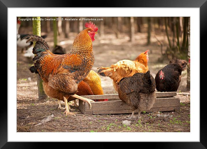 Rhode Island Red hens eating from feeder  Framed Mounted Print by Arletta Cwalina