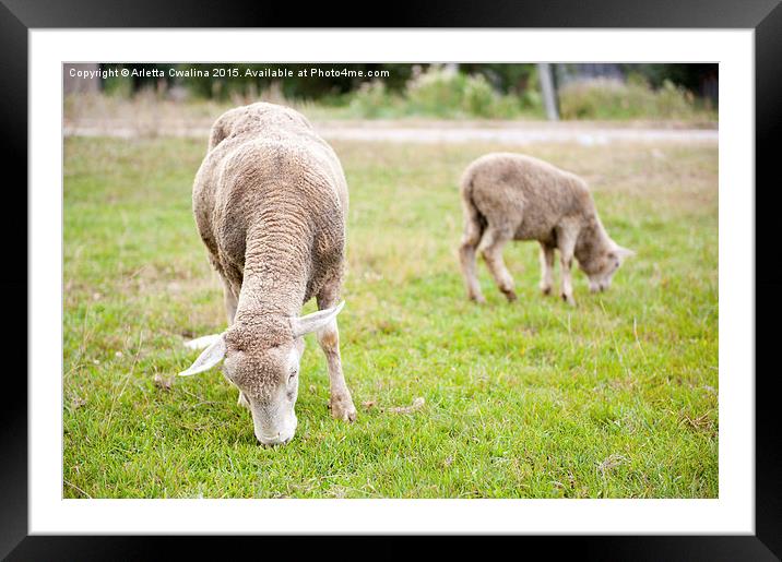ewe with lamb grazing in Poland  Framed Mounted Print by Arletta Cwalina