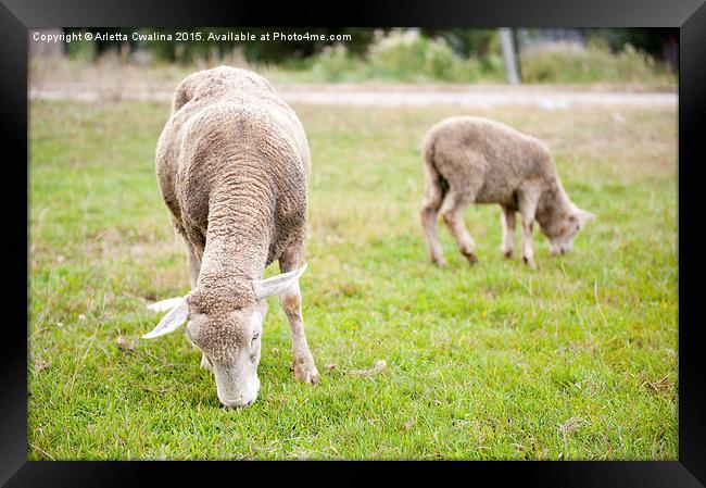 ewe with lamb grazing in Poland  Framed Print by Arletta Cwalina