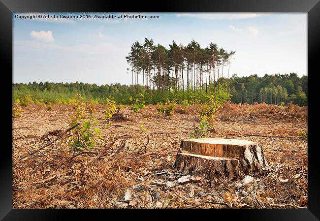 Woods lone trunk in deforestation Framed Print by Arletta Cwalina