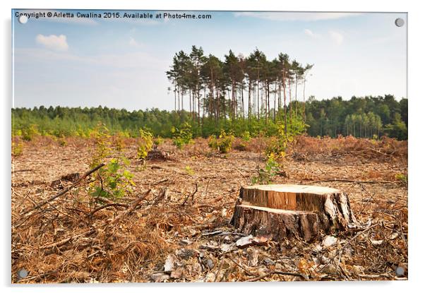 Woods lone trunk in deforestation Acrylic by Arletta Cwalina