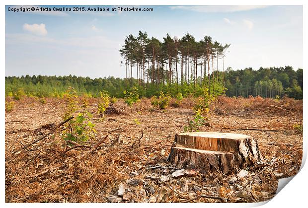 Woods lone trunk in deforestation Print by Arletta Cwalina