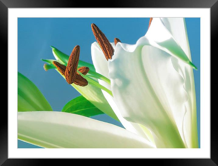 Lily reaching for the Sky Framed Mounted Print by Helen Holmes