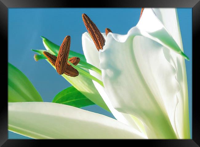 Lily reaching for the Sky Framed Print by Helen Holmes