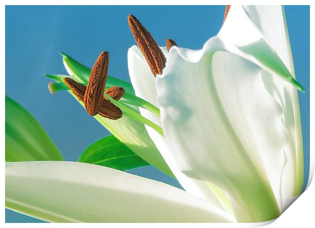 Lily reaching for the Sky Print by Helen Holmes