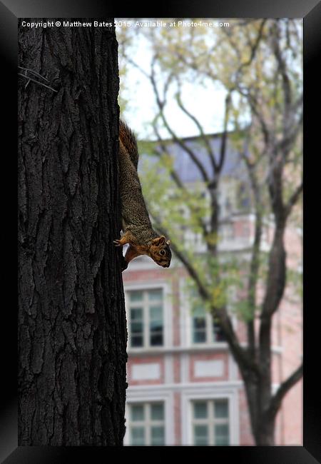  Secret Squirrel Framed Print by Matthew Bates