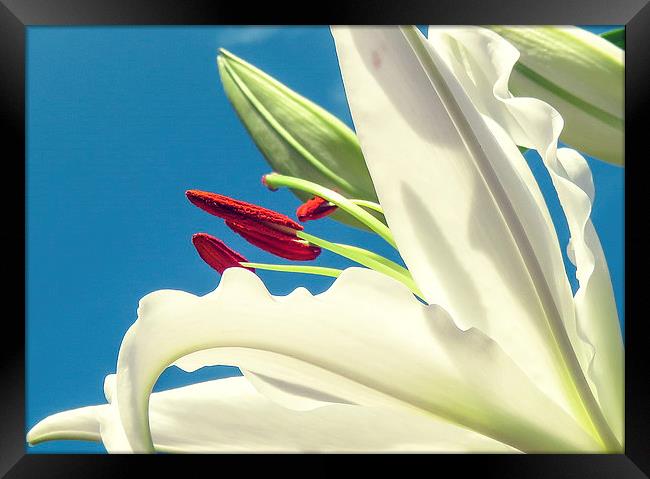  A Lily looking to the Sky Framed Print by Helen Holmes