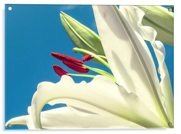  A Lily looking to the Sky Acrylic by Helen Holmes