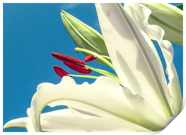  A Lily looking to the Sky Print by Helen Holmes