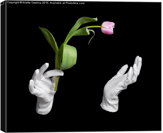 Pink fresh tulip in wizard hands trick  Canvas Print by Arletta Cwalina