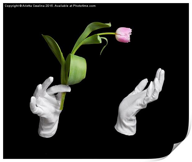 Pink fresh tulip in wizard hands trick  Print by Arletta Cwalina