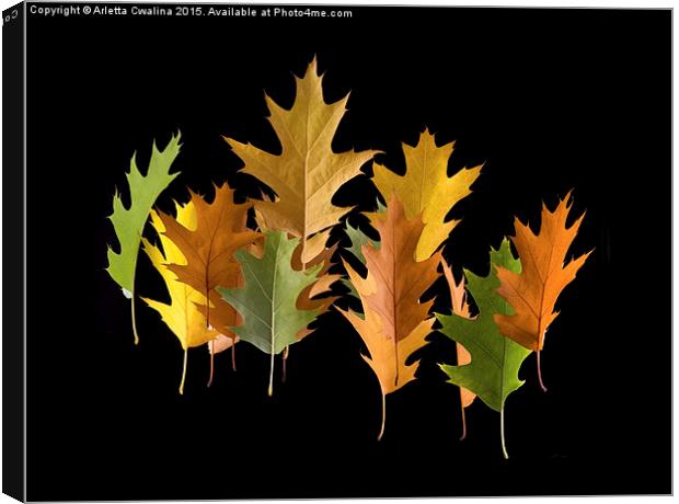  Variety coloured autumn oak leaves Canvas Print by Arletta Cwalina
