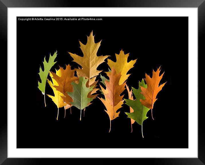  Variety coloured autumn oak leaves Framed Mounted Print by Arletta Cwalina