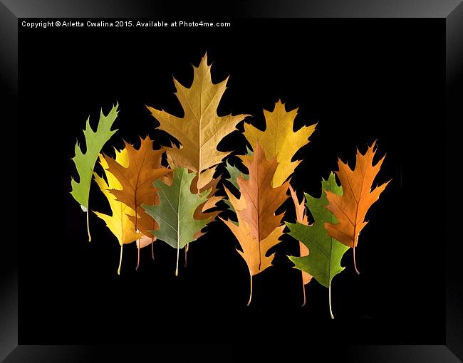  Variety coloured autumn oak leaves Framed Print by Arletta Cwalina