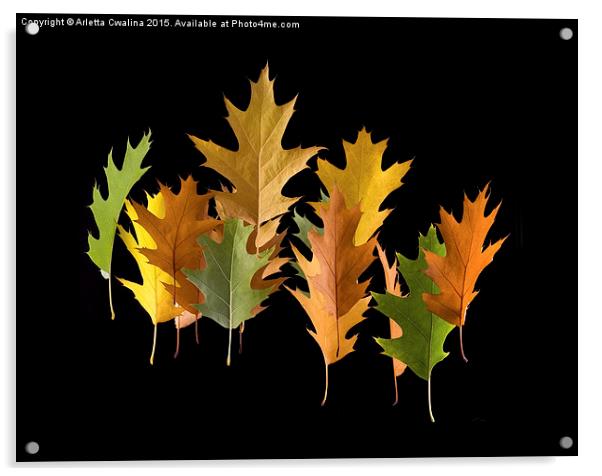  Variety coloured autumn oak leaves Acrylic by Arletta Cwalina