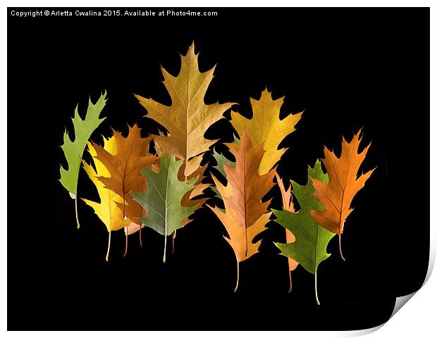  Variety coloured autumn oak leaves Print by Arletta Cwalina