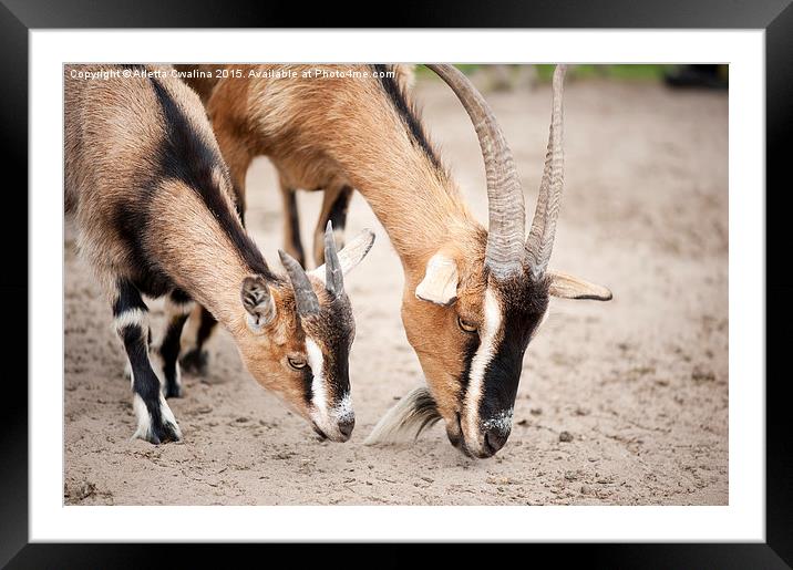 brown domesticated goats eating Framed Mounted Print by Arletta Cwalina