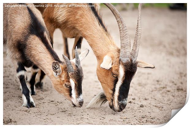 brown domesticated goats eating Print by Arletta Cwalina