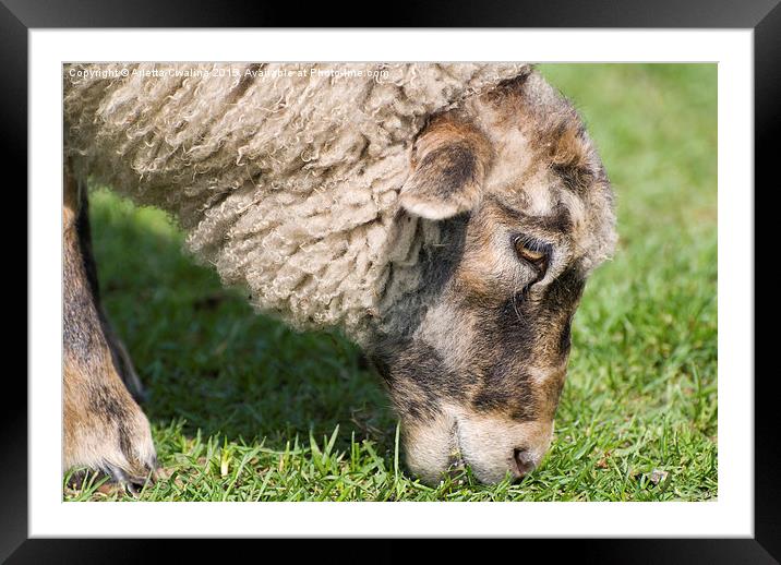 Single adult sheep eating grass head detail  Framed Mounted Print by Arletta Cwalina