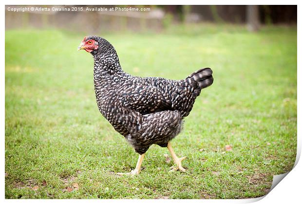 black and white patchy plymouth rock chicken  Print by Arletta Cwalina