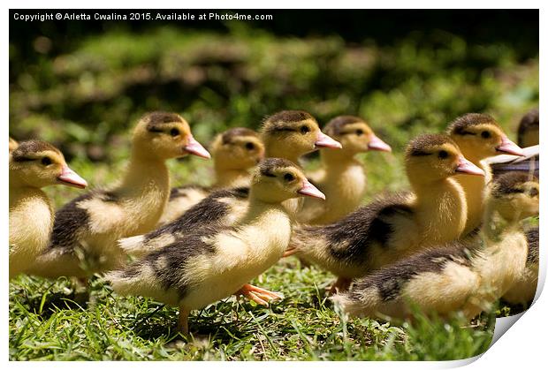 Yellow Muscovy duck ducklings running fast  Print by Arletta Cwalina