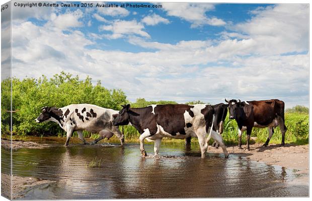 Herd of cows walking across pool  Canvas Print by Arletta Cwalina