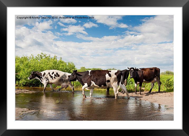 Herd of cows walking across pool  Framed Mounted Print by Arletta Cwalina