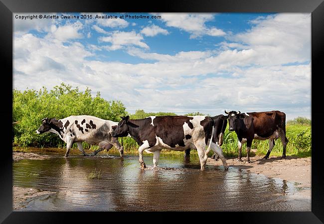 Herd of cows walking across pool  Framed Print by Arletta Cwalina