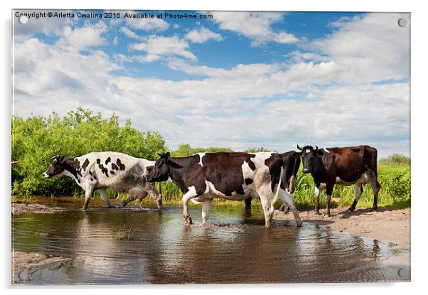 Herd of cows walking across pool  Acrylic by Arletta Cwalina
