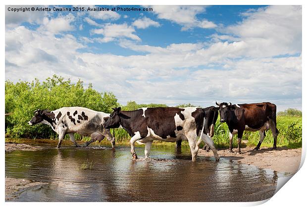 Herd of cows walking across pool  Print by Arletta Cwalina