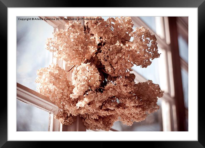 hortensia dried flowers hanging Framed Mounted Print by Arletta Cwalina