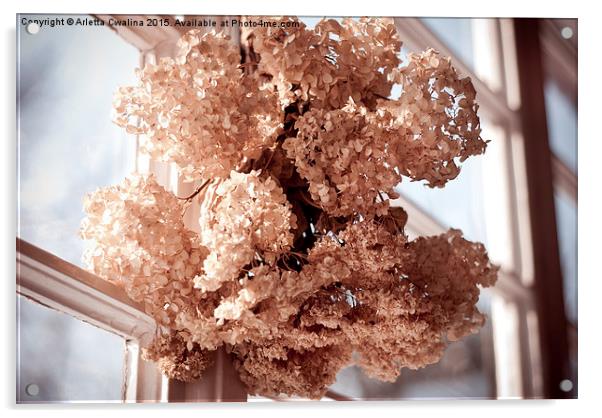 hortensia dried flowers hanging Acrylic by Arletta Cwalina