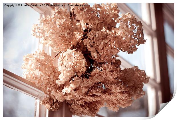 hortensia dried flowers hanging Print by Arletta Cwalina