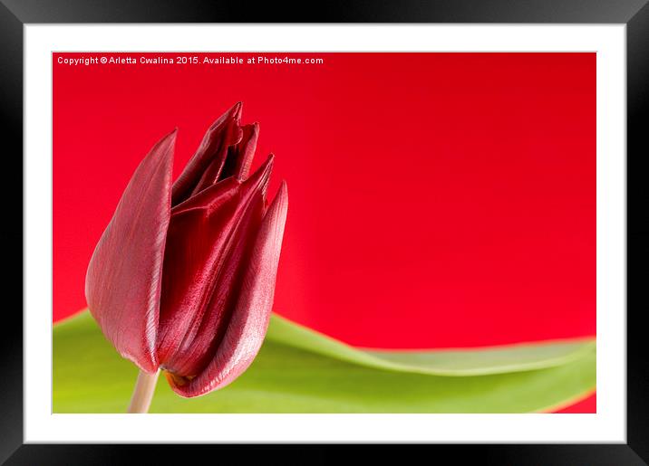 Decorative single red tulip and green leaf  Framed Mounted Print by Arletta Cwalina