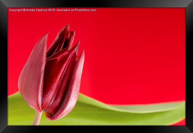 Decorative single red tulip and green leaf  Framed Print by Arletta Cwalina