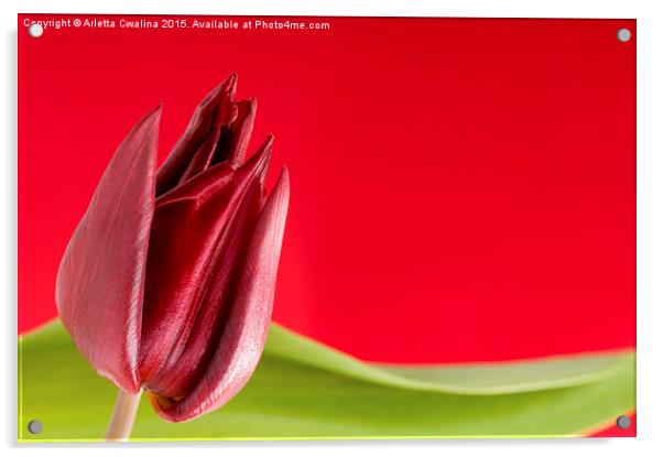 Decorative single red tulip and green leaf  Acrylic by Arletta Cwalina