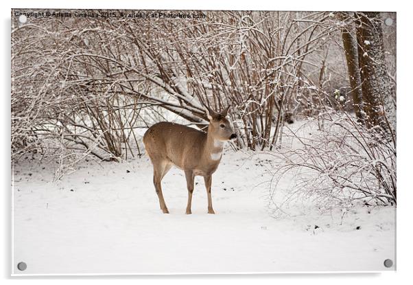 doe search food in snow Acrylic by Arletta Cwalina
