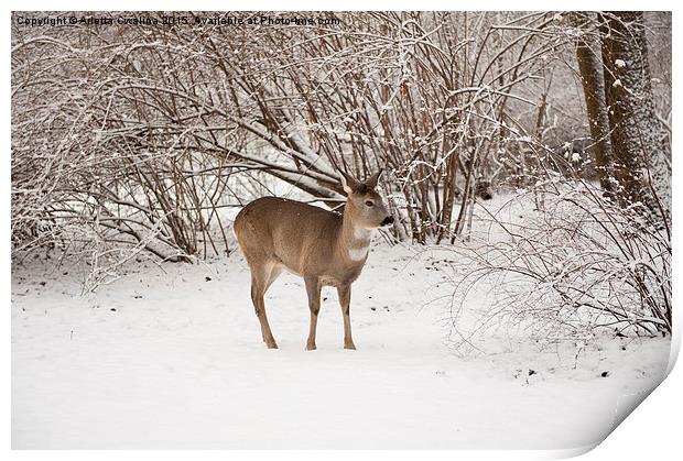 doe search food in snow Print by Arletta Cwalina