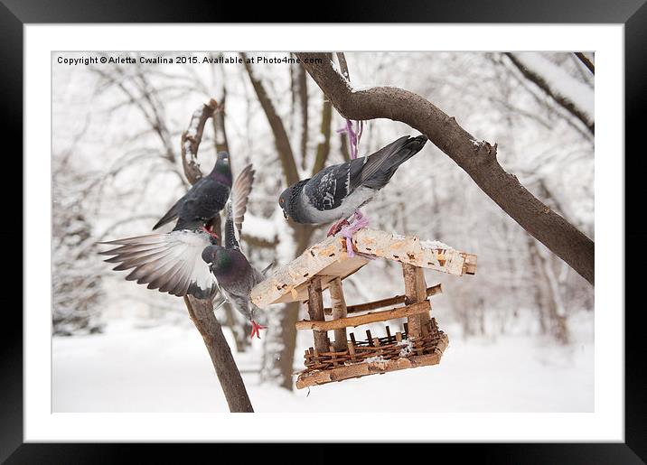 Three hungry pigeons on feeder  Framed Mounted Print by Arletta Cwalina