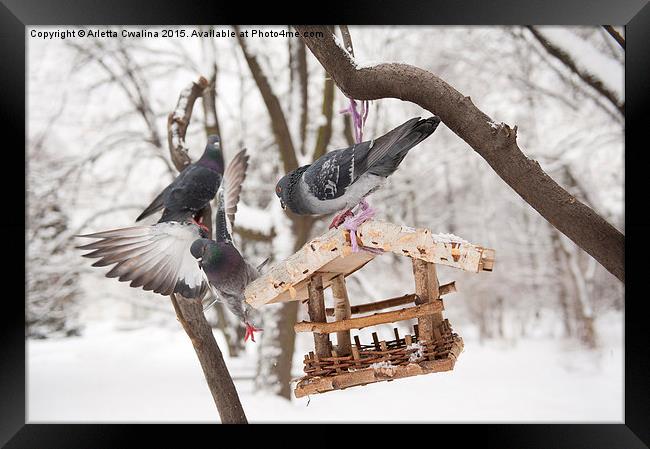 Three hungry pigeons on feeder  Framed Print by Arletta Cwalina