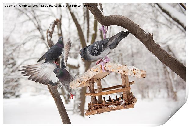 Three hungry pigeons on feeder  Print by Arletta Cwalina