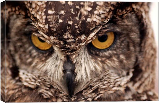  Owl Eyes Canvas Print by Graham Hill