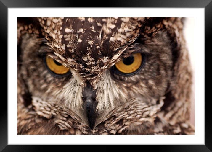  Owl Eyes Framed Mounted Print by Graham Hill