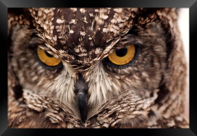  Owl Eyes Framed Print by Graham Hill