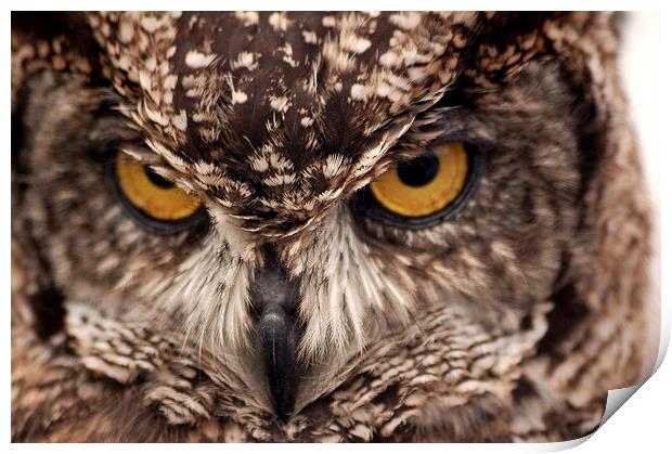  Owl Eyes Print by Graham Hill